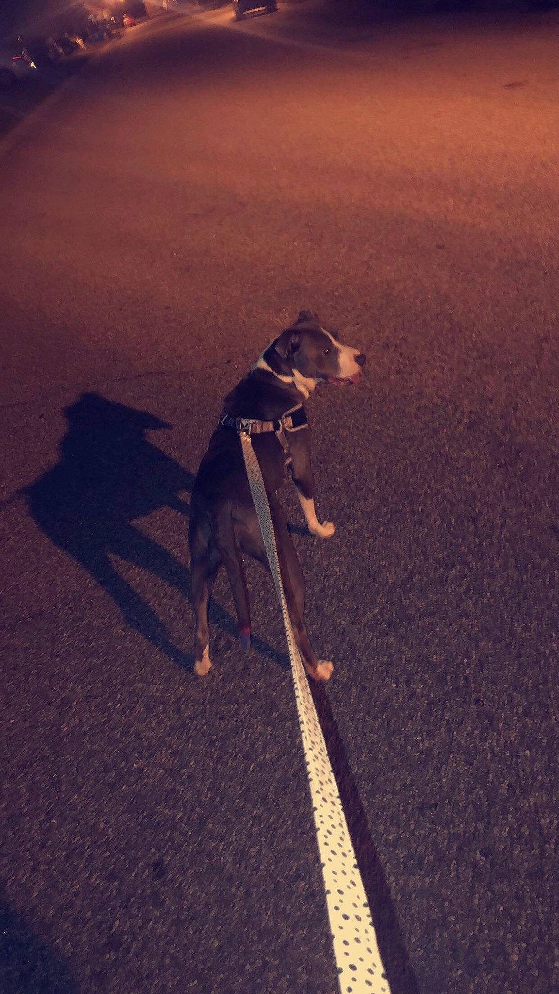 Mako is registered to the contest to win money with this photo: asphalt, canidae, dog_breed, dog_walking, fawn, italian_greyhound, leash, photography, road, road_surface, shadow, sporting_group, sunlight