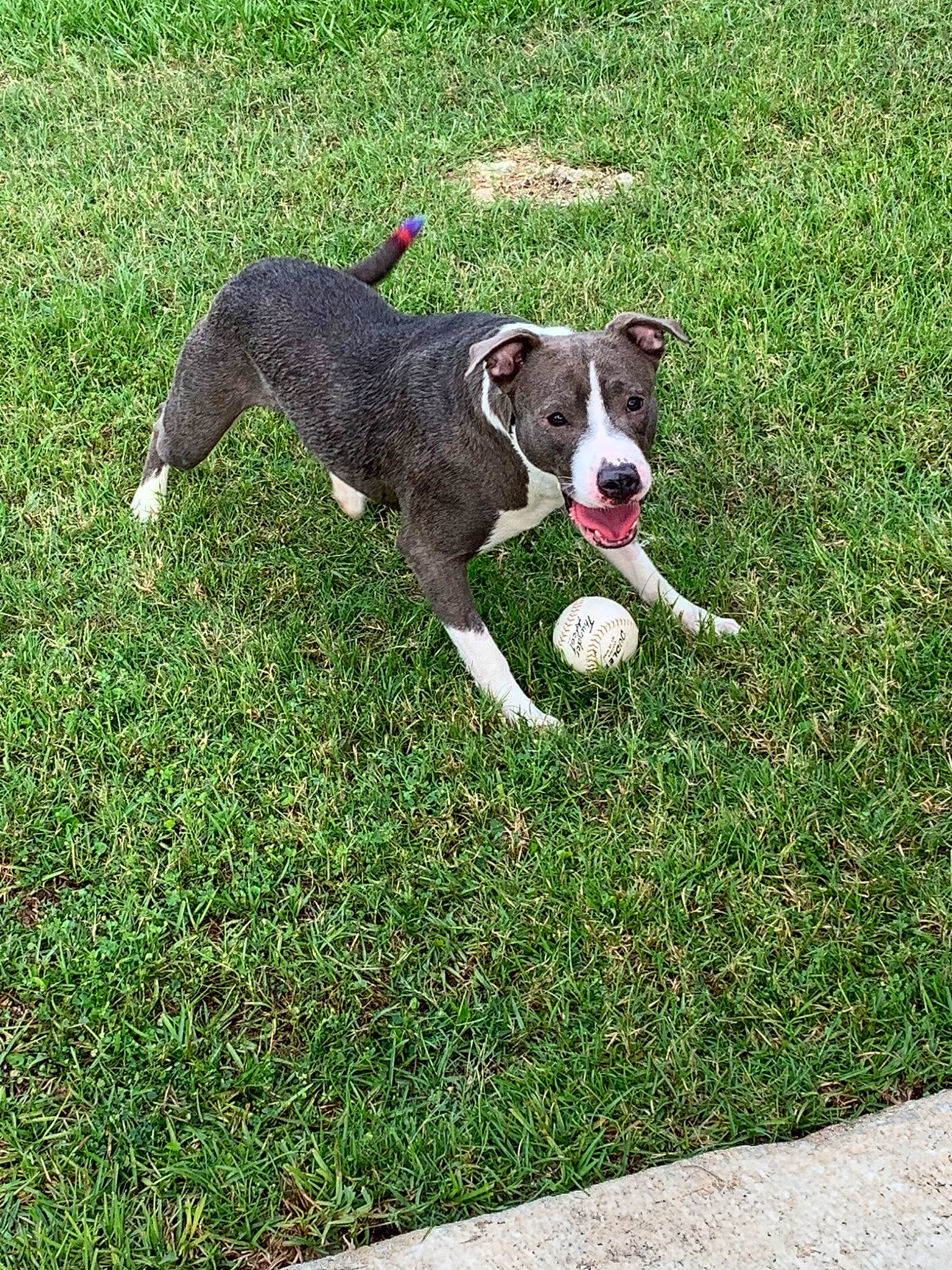 Mako joined the competition — help win amazing prizes! american_staffordshire_terrier, canidae, carnivore, companion_dog, dog, dog_breed, grass, lurcher, mammal, pit_bull, plant, sporting_group