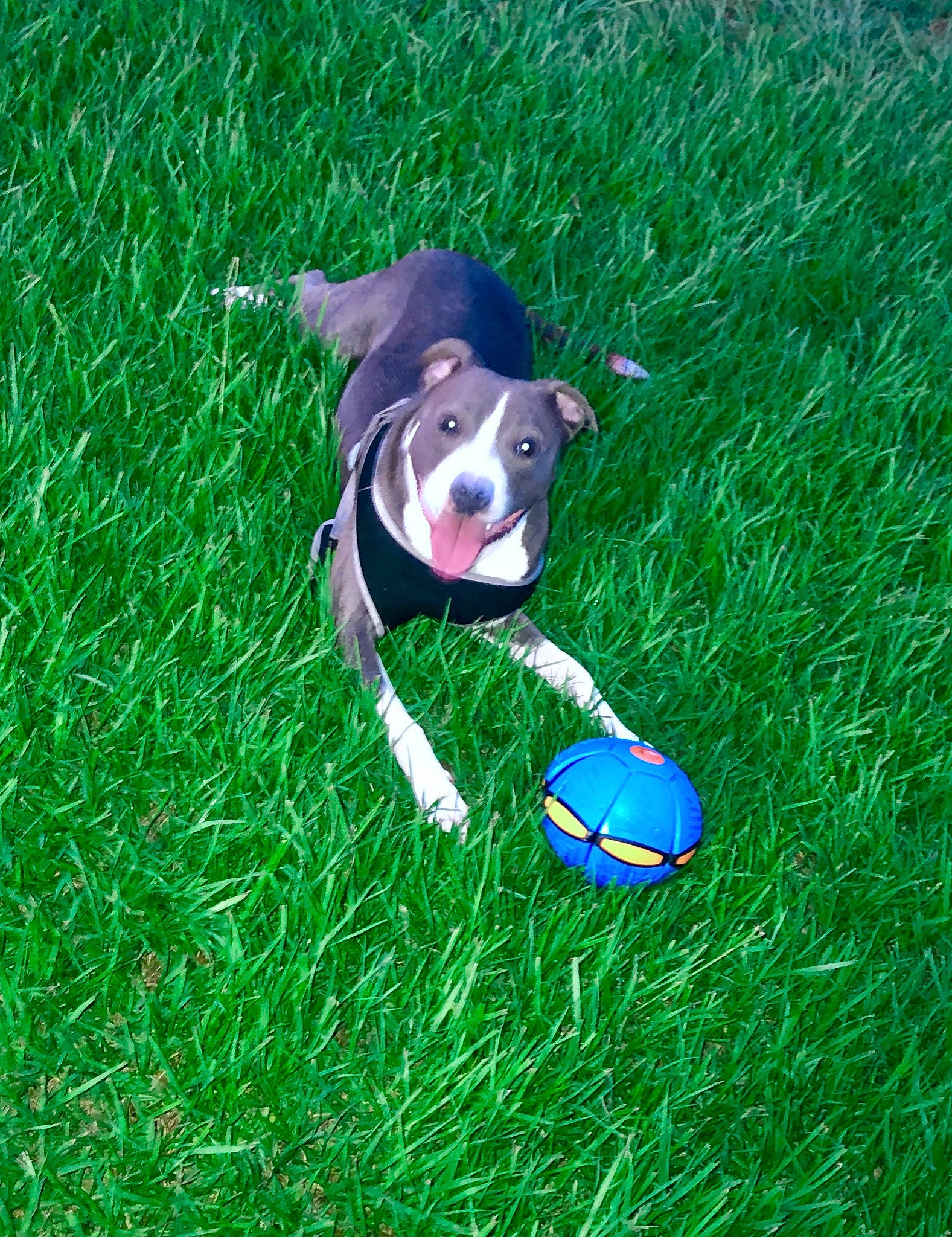 Mako joined the competition — help win amazing prizes! american_staffordshire_terrier, ball, boston_terrier, canidae, carnivore, dog, dog_breed, grass, lawn, non_sporting_group, pit_bull, puppy, soccer_ball, sporting_group