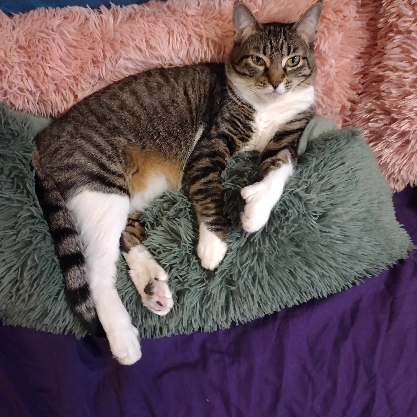 Kitty James Kj joined the competition — help win amazing prizes! animal, cat, cozy, cute, domestic_cat, fluffy, fur, green_pillow, indoor, lying_down, pet, pillow, pink_cushion, purple_blanket, relaxed, resting, sleepy, soft_texture, tabby, whiskers