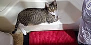 Kitty James Kj is registered to the contest to win money with this photo: animal, bathroom, bathtub, cat, clean, curious, domestic_animal, feline, floor_tile, home, indoor, looking_up, pet, quiet, red_bath_mat, relaxed, shower_curtain, striped, tabby, white_paws