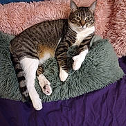 Kitty James Kj is registered to the contest to win money with this photo: animal, cat, cozy, cute, domestic_cat, fluffy, fur, green_pillow, indoor, lying_down, pet, pillow, pink_cushion, purple_blanket, relaxed, resting, sleepy, soft_texture, tabby, whiskers