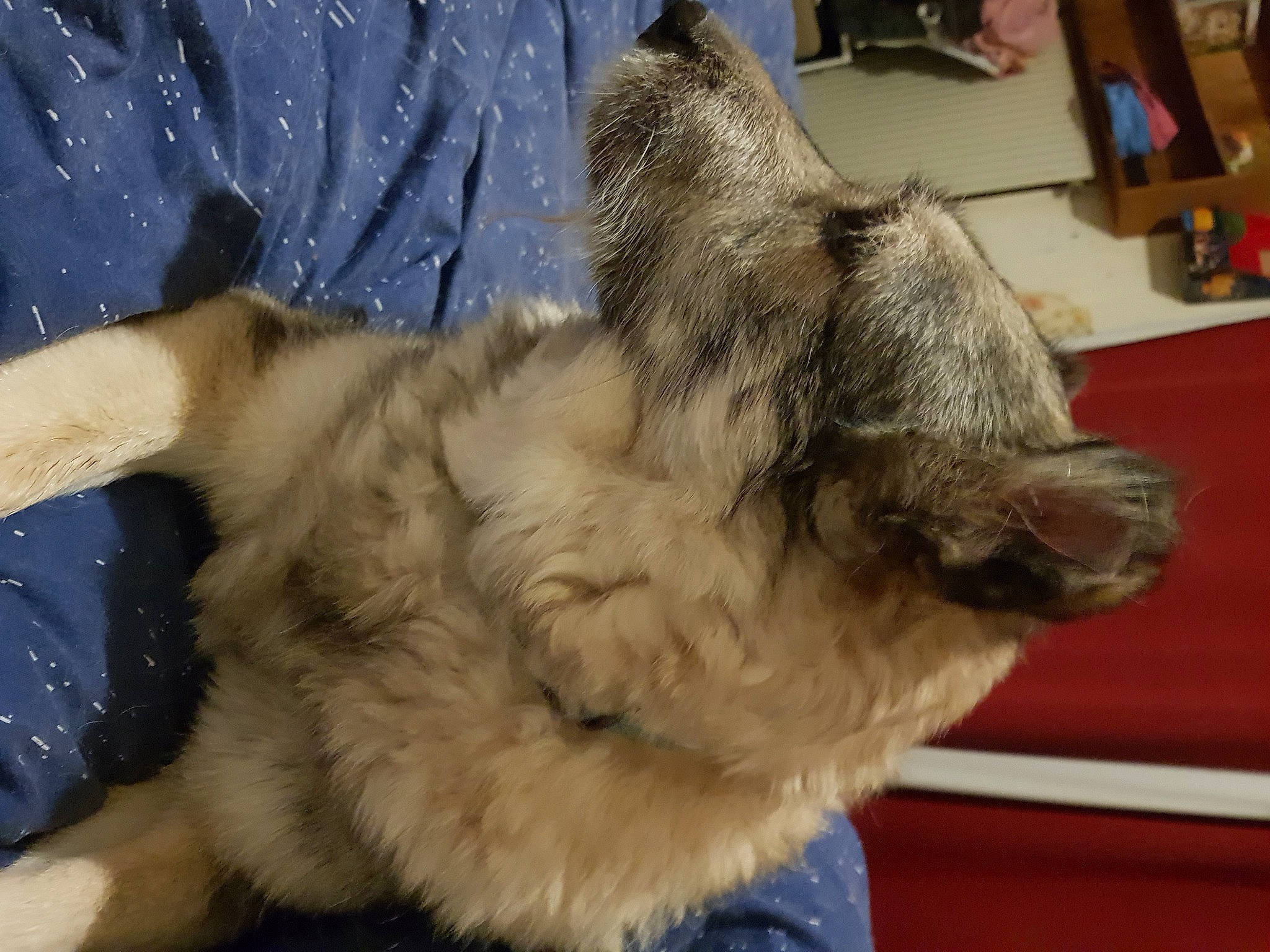 Poppy a rejoint le concours — aidez-le/la à gagner de superbes lots ! canidae, carnivore, cat, claw, comfort, companion_dog, dog_breed, domestic_short_haired_cat, fawn, felidae, fur, liver, nap, paw, rabbits_and_hares, small_to_medium_sized_cats, snout, sporting_group, tail, whiskers