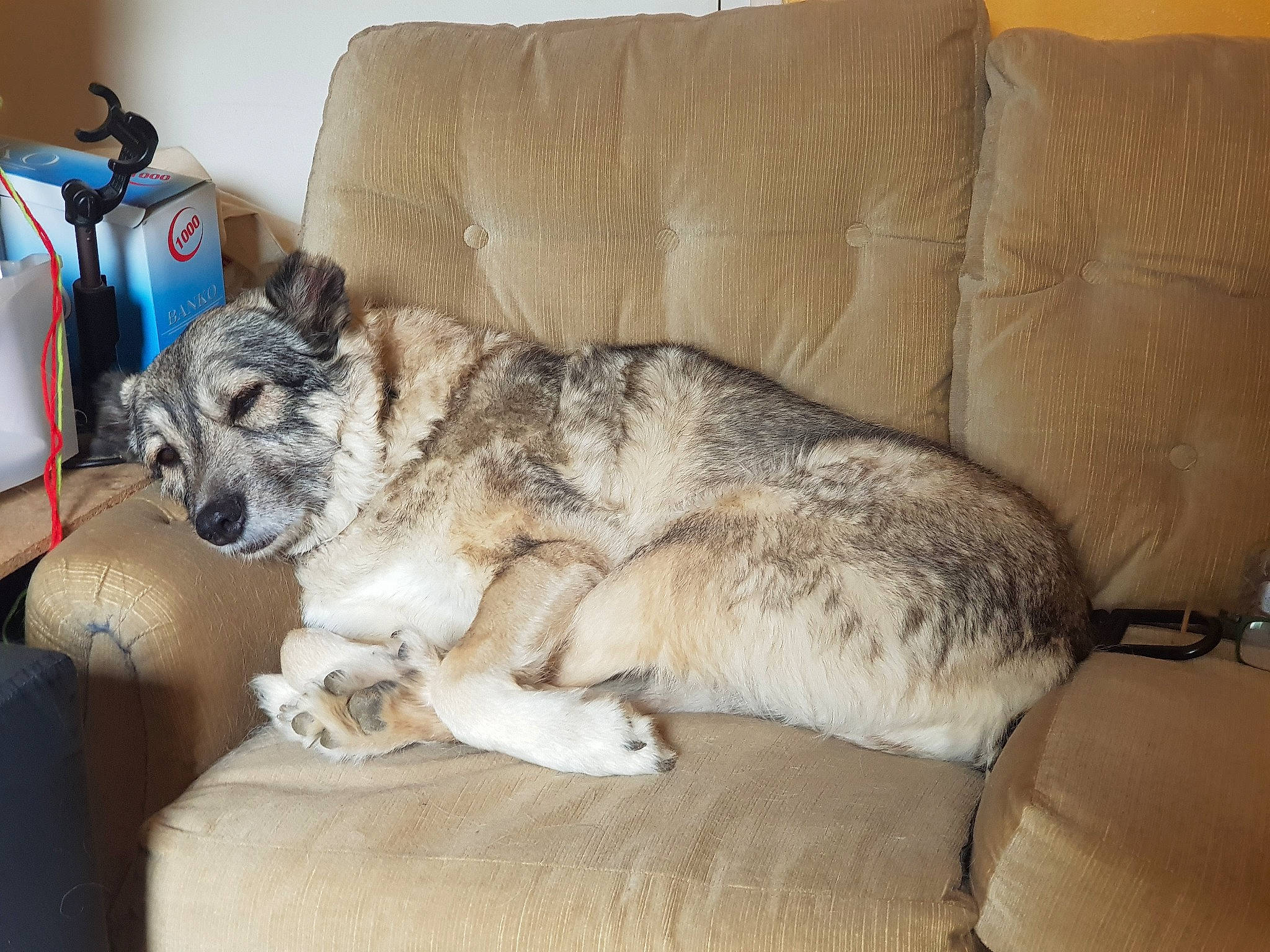 Poppy a rejoint le concours — aidez-le/la à gagner de superbes lots ! bag, canis, carnivore, comfort, companion_dog, couch, dog, dog_breed, felidae, fur, furniture, koolie, living_room, paw, small_to_medium_sized_cats, studio_couch, terrestrial_animal, whiskers, working_animal, working_dog