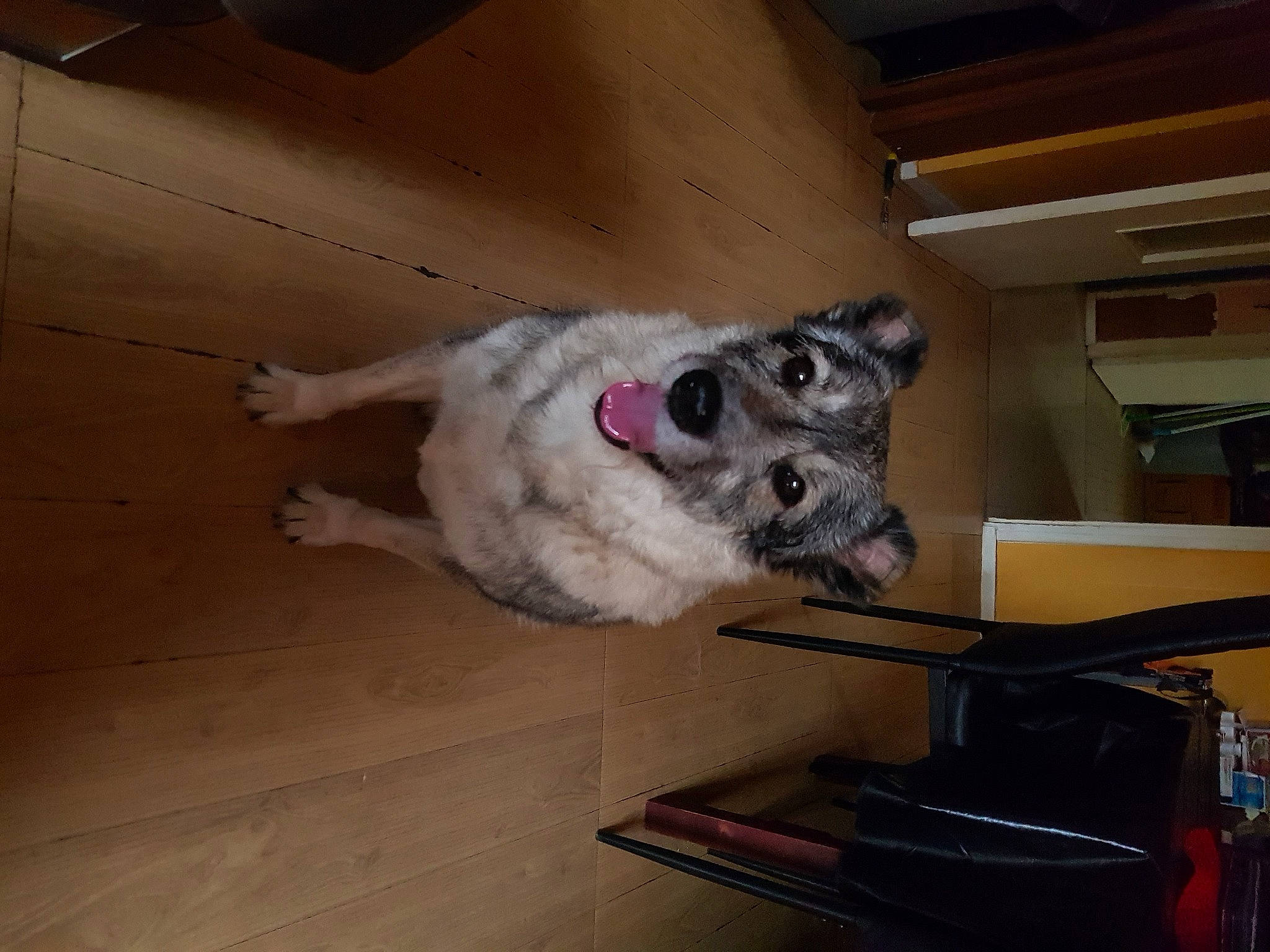 Poppy a rejoint le concours — aidez-le/la à gagner de superbes lots ! carnivore, companion_dog, dog, dog_breed, fawn, flooring, fur, hardwood, non_sporting_group, paw, snout, sporting_group, tail, whiskers, wood, working_animal