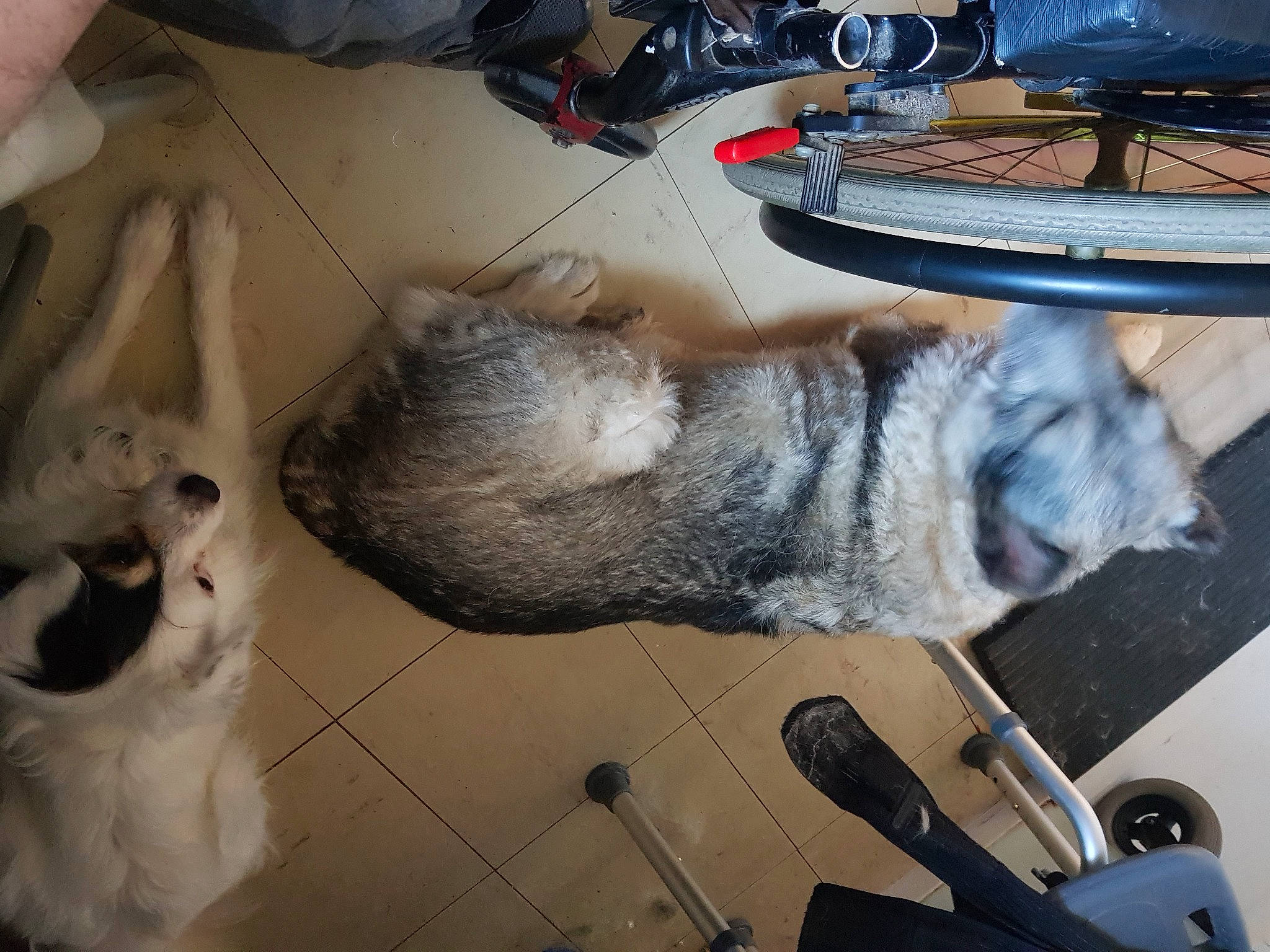 Poppy participe au concours pour gagner de l'argent avec cette photo : bicycle, bicycle_tire, canidae, carnivore, claw, collar, companion_dog, dog, dog_breed, domestic_short_haired_cat, fawn, felidae, flooring, fur, gas, small_to_medium_sized_cats, snout, sporting_group, tail, whiskers