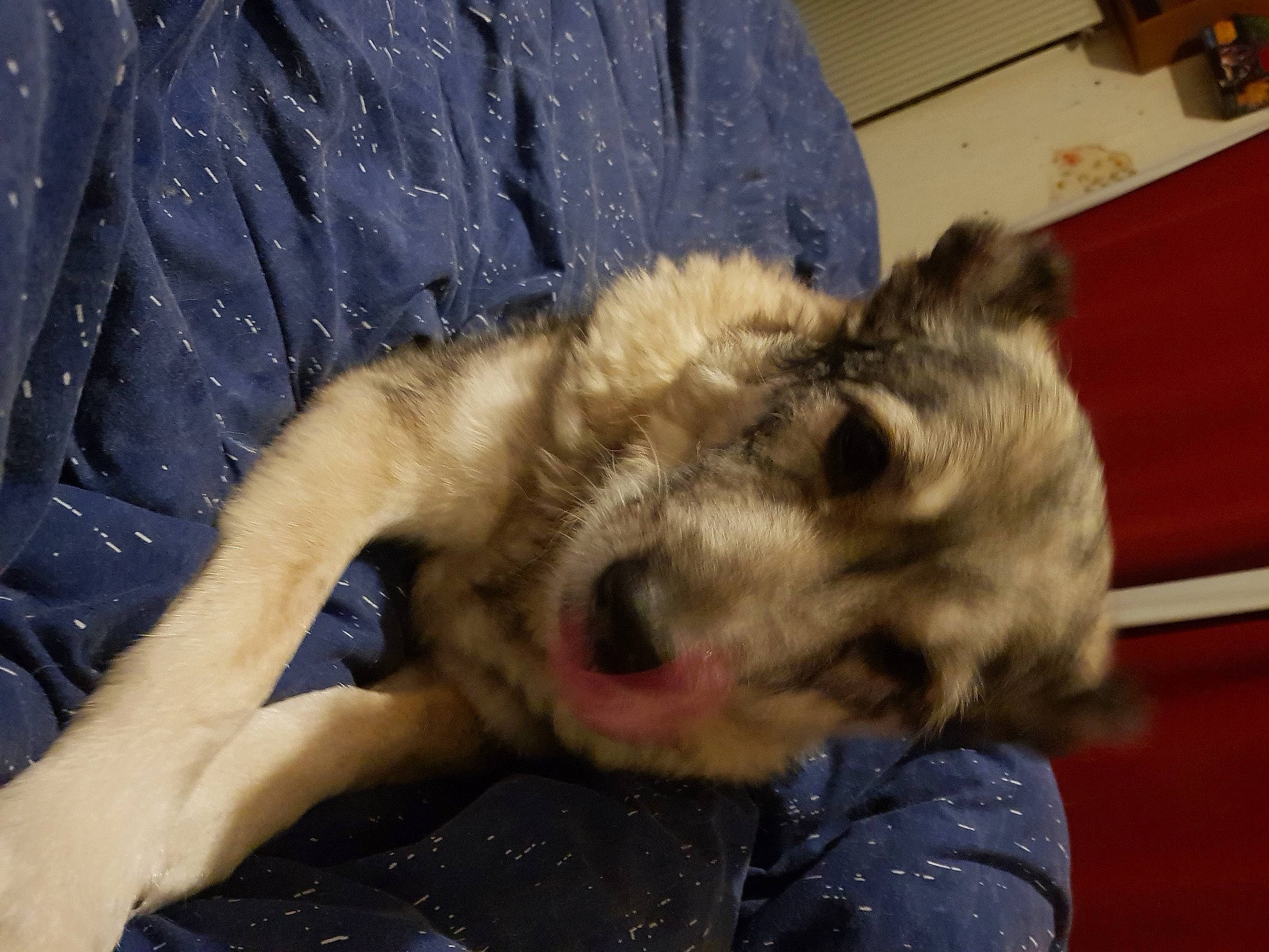 Poppy a rejoint le concours — aidez-le/la à gagner de superbes lots ! canidae, carnivore, claw, comfort, companion_dog, dog, dog_breed, fang, fawn, felidae, fur, paw, small_to_medium_sized_cats, sporting_group, street_dog, terrestrial_animal, terrier, whiskers, wildlife, working_animal