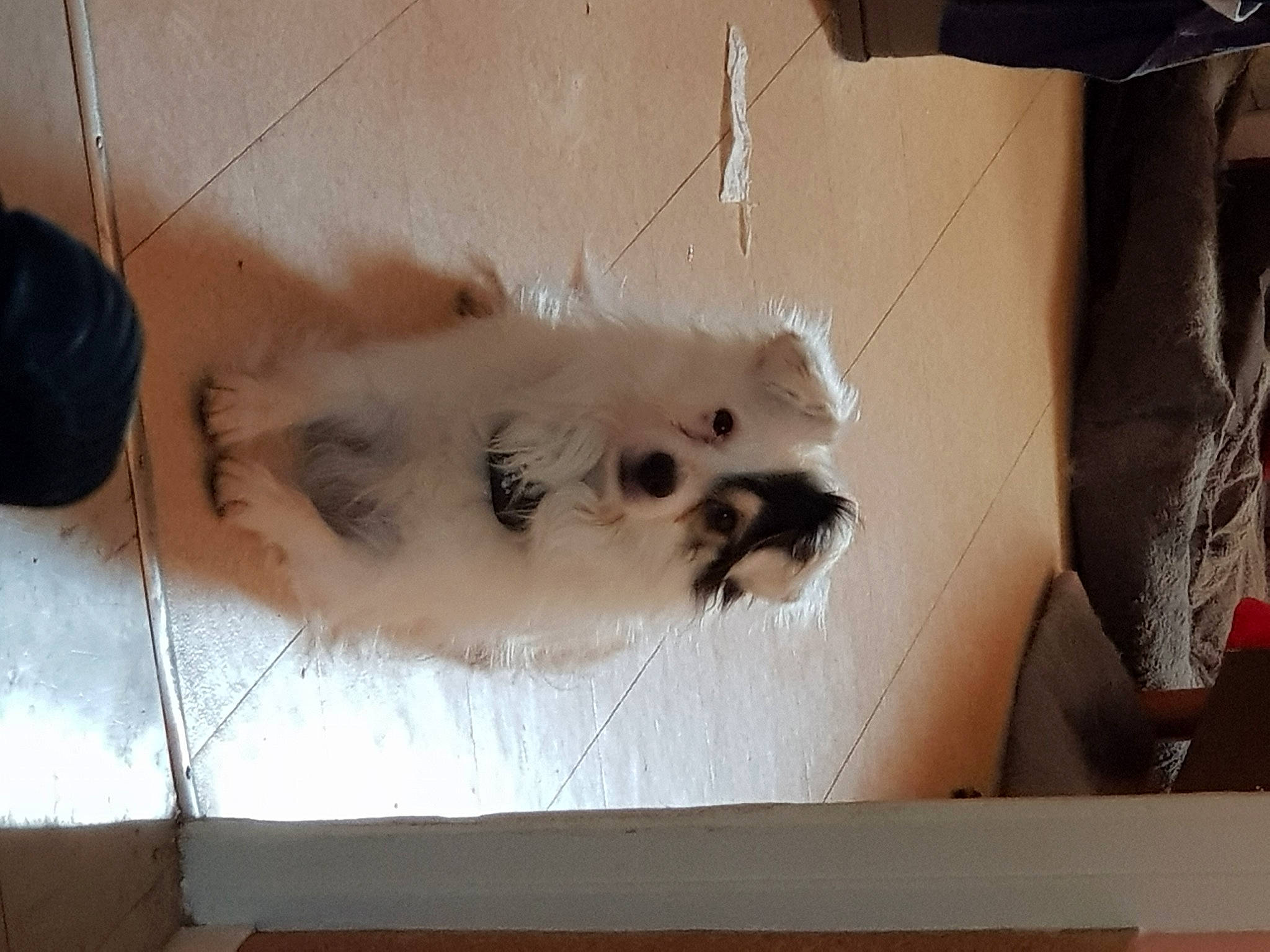 Roky participe au concours pour gagner de l'argent avec cette photo : ball, canidae, carnivore, companion_dog, dog_breed, fawn, feather, felidae, flooring, fur, hardwood, paw, room, small_to_medium_sized_cats, snout, sporting_group, tail, toy_dog, whiskers, wood