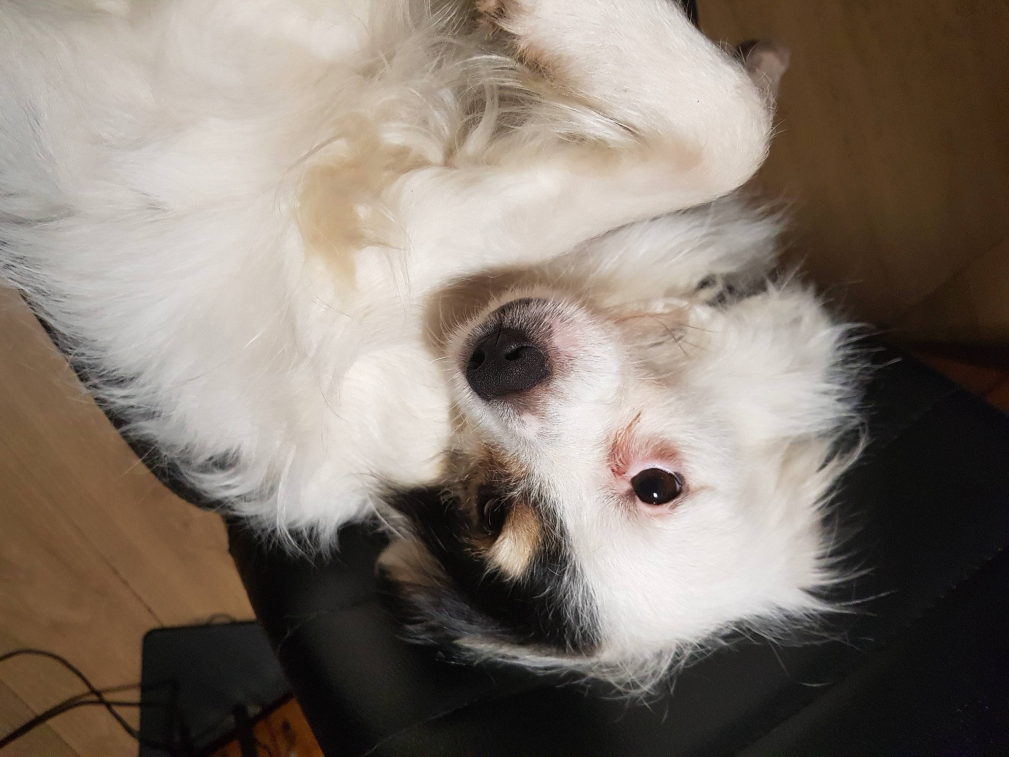 Roky a rejoint le concours — aidez-le/la à gagner de superbes lots ! american_eskimo_dog, canidae, carnivore, companion_dog, dog_breed, ear, eye, fawn, felidae, fur, non_sporting_group, paw, puppy, small_to_medium_sized_cats, snout, sporting_group, tail, toy_dog, whiskers