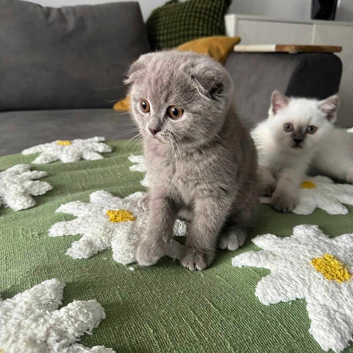 Smokey is registered to the contest to win money with this photo: animal, cat, couch, cozy, curious, cute, eyes, feline, flower_pattern, fur, gray_cat, green, indoor, kitten, pet, pillow, sitting, small, textured_surface, white_cat