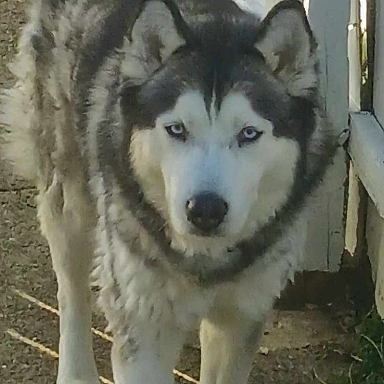 Gotti joined the competition — help win amazing prizes! alert, animal, blue_eyes, canine, closeup, daylight, dog, domestic_animal, fence, fur, husky, mammal, nature, outdoor, path, pet, portrait, standing, walking, watchful