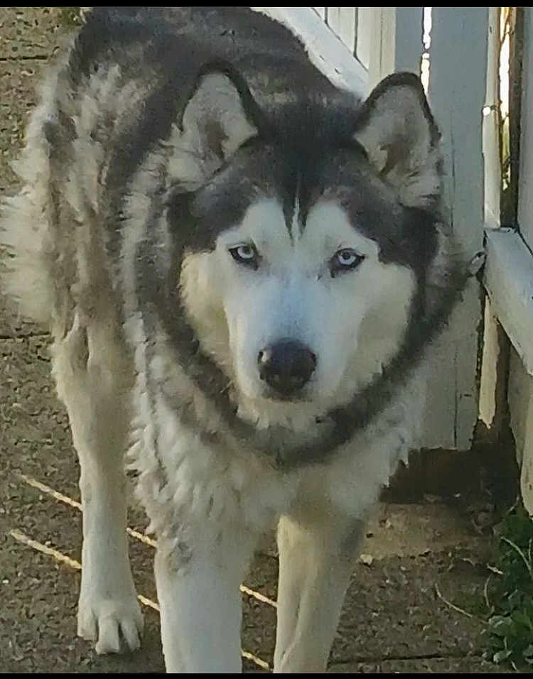 Gotti joined the competition — help win amazing prizes! husky, dog, animal, outdoor, pet, blue_eyes, fur, mammal, walking, fence, path, nature, canine, portrait, alert, standing, daylight, closeup, watchful, domestic_animal