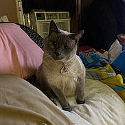 Snowball is registered to the contest to win money with this photo: cat, pet, indoor, bed, blanket, fur, animal, cozy, collar, tag, household, comfort, domestic, feline, resting, cute, curious, sitting, soft, room