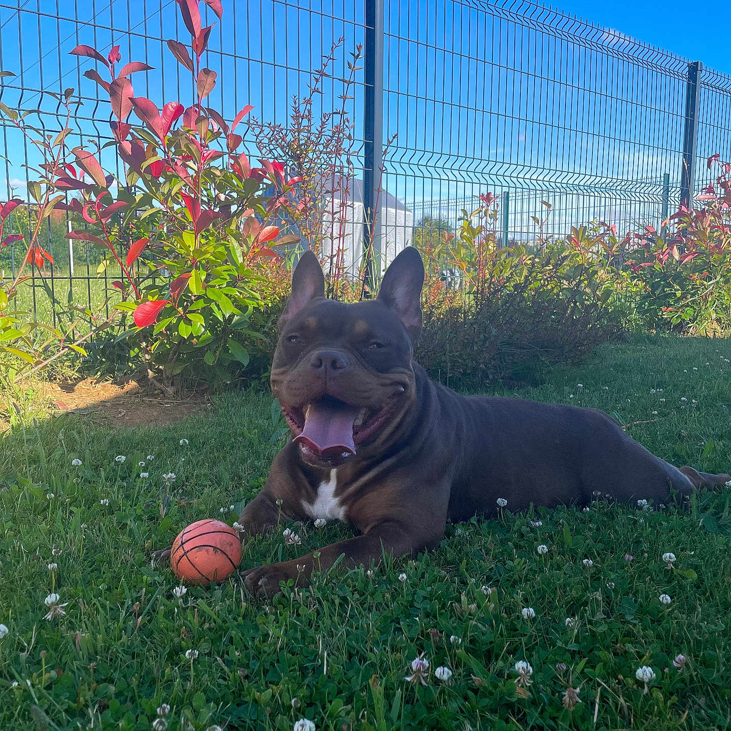 Talia participe au concours pour gagner de l'argent avec cette photo : animal, backyard, ball, basketball, basketballball, bulldog, canine, dog, fence, field, flower, grass, nature, outdoors, pet, plant, sphere, sport, summer, yard