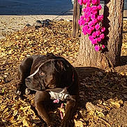L.e Mae joined the competition — help win amazing prizes! autumn, black_dog, canine, collar, daylight, dog, fence, flowers, ground, leaves, nature, outdoor, parked_cars, pet, pink_flowers, relaxing, shade, sunlight, tree, trunk