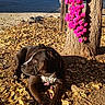 autumn, black_dog, canine, collar, daylight, dog, fence, flowers, ground, leaves, nature, outdoor, parked_cars, pet, pink_flowers, relaxing, shade, sunlight, tree, trunk