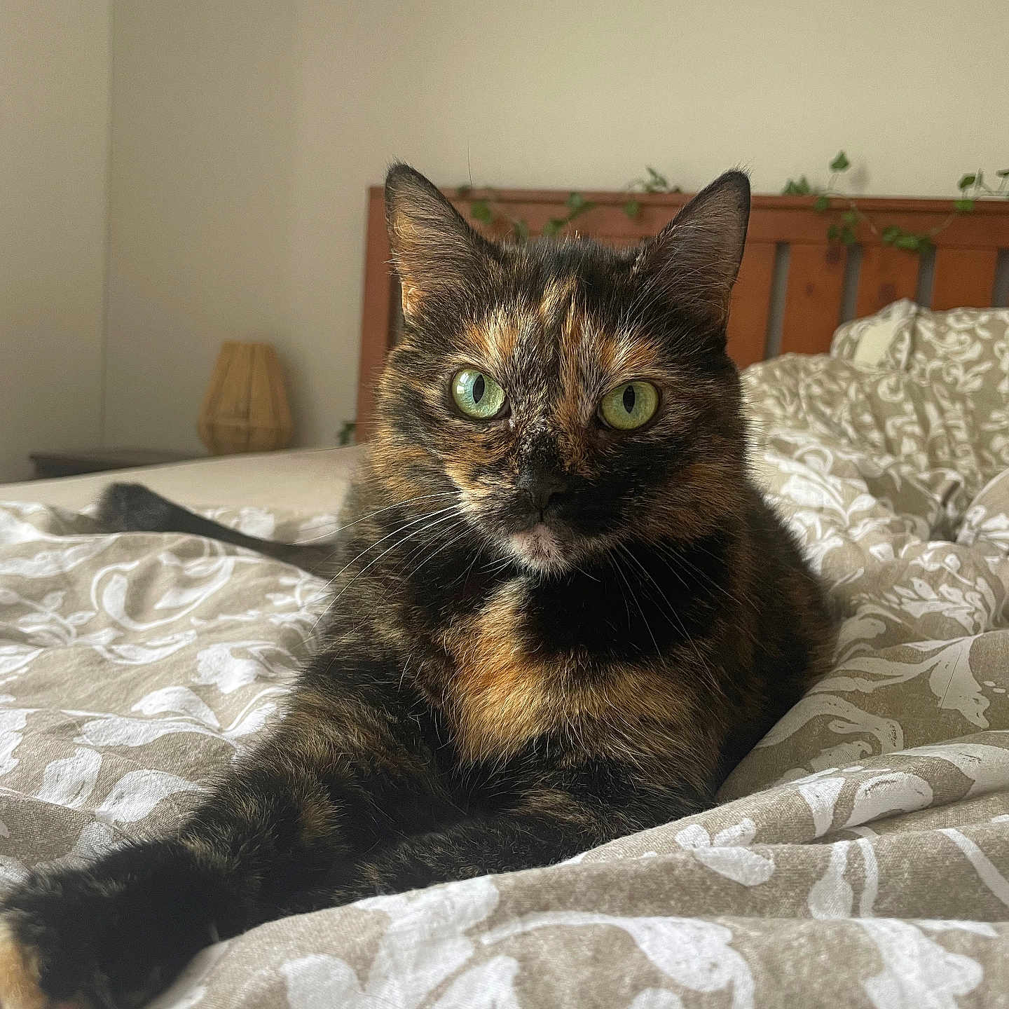 Mimine participe au concours pour gagner de l'argent avec cette photo : abyssinian, animal, bed, bedroom, blanket, brasssection, cat, couch, cushion, furniture, homedecor, indoors, interiordesign, kitten, linen, manx, musicalinstrument, pet, quilt, room