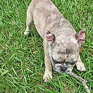 Major Dixon joined the competition — help win amazing prizes! animal, brindle, canine, cute, dog, ears, french_bulldog, fur, grass, greenery, mammal, nature, outdoor, pet, playful, puppy, small, sniffing, stick, young