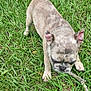 animal, brindle, canine, cute, dog, ears, french_bulldog, fur, grass, greenery, mammal, nature, outdoor, pet, playful, puppy, small, sniffing, stick, young