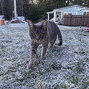 Casper joined the competition — help win amazing prizes! animal, backyard, cat, cold, curious, daylight, fence, focused, frost, grass, gray_tabby, house, mammal, nature, outdoor, pet, trees, walking, winter, yard