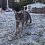 animal, backyard, cat, cold, curious, daylight, fence, focused, frost, grass, gray_tabby, house, mammal, nature, outdoor, pet, trees, walking, winter, yard