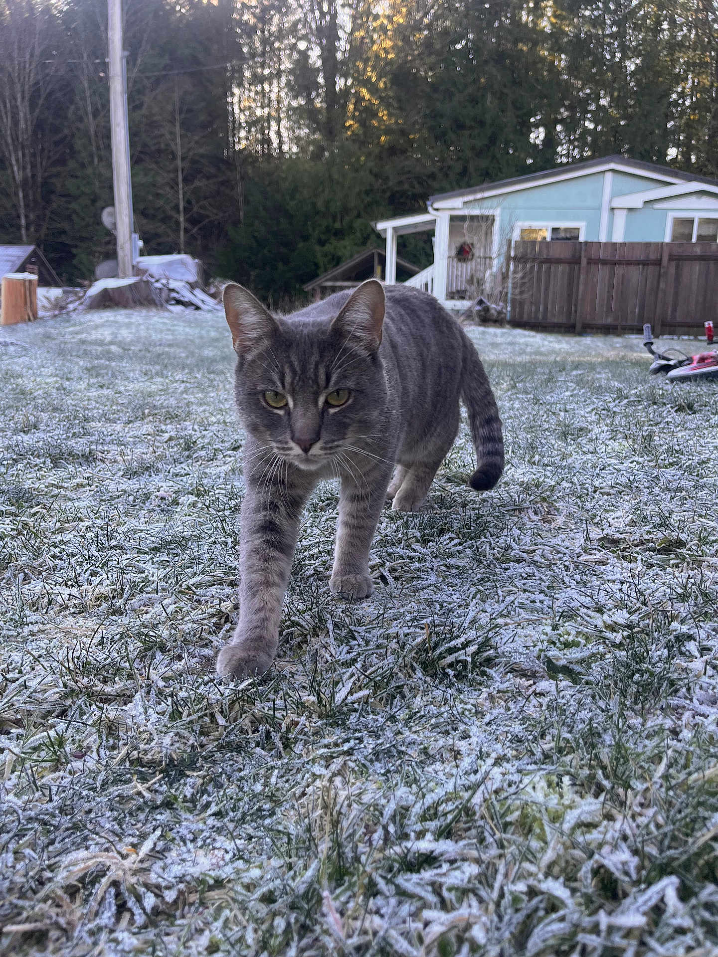 Casper joined the competition — help win amazing prizes! animal, backyard, cat, cold, curious, daylight, fence, focused, frost, grass, gray_tabby, house, mammal, nature, outdoor, pet, trees, walking, winter, yard