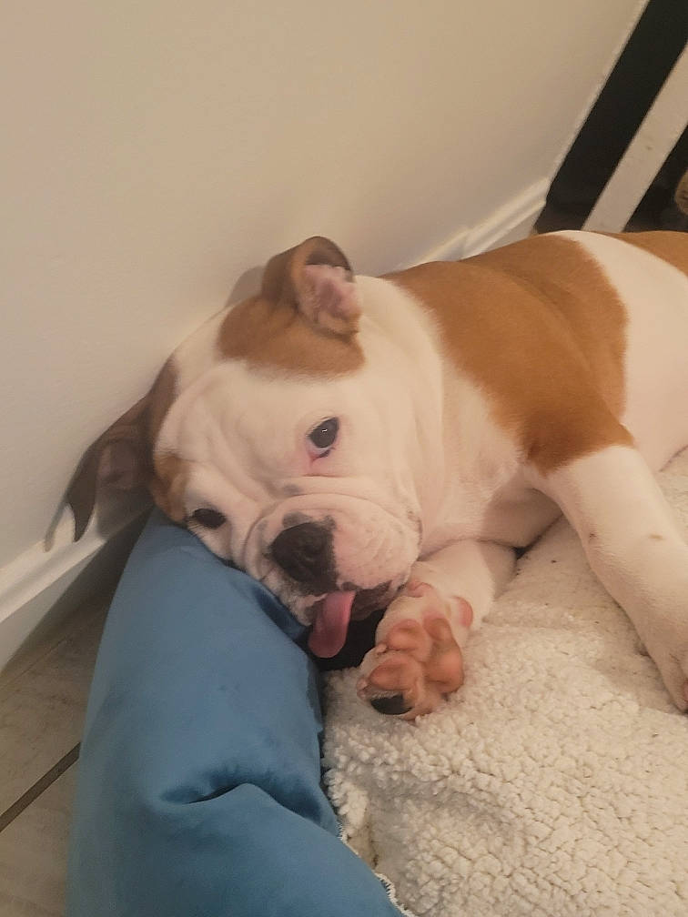 Vayda joined the competition — help win amazing prizes! bulldog, canidae, carnivore, collar, comfort, companion_dog, dog, dog_breed, fawn, flooring, head, snout, sporting_group, tail, terrestrial_animal, toy_dog, whiskers, white_english_bulldog, working_animal, wrinkle