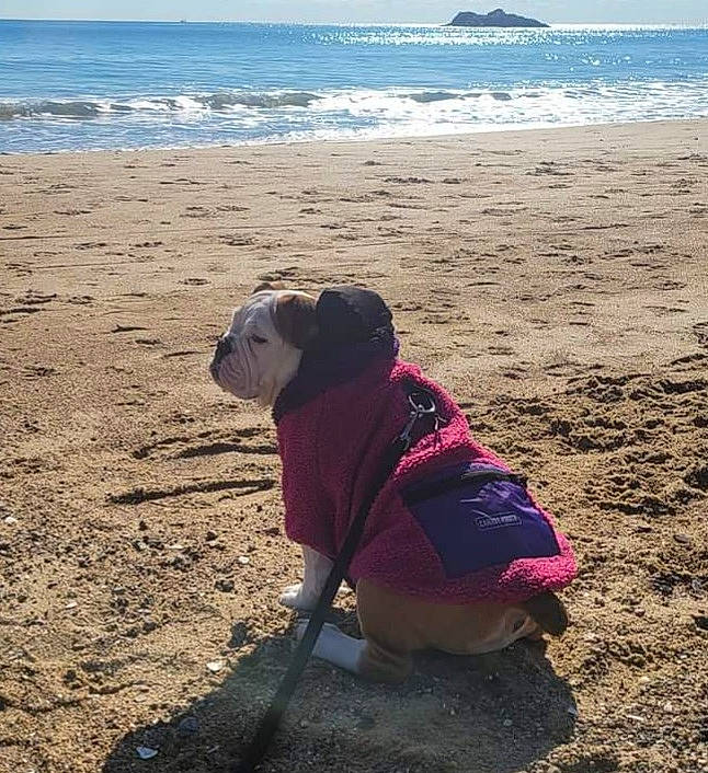 Vayda is registered to the contest to win money with this photo: beach, body_of_water, carnivore, coastal_and_oceanic_landforms, companion_dog, dog, dog_breed, fawn, grass, hat, horizon, leash, natural_environment, sand, sky, sun_hat, sunglasses, water, wind_wave, wood