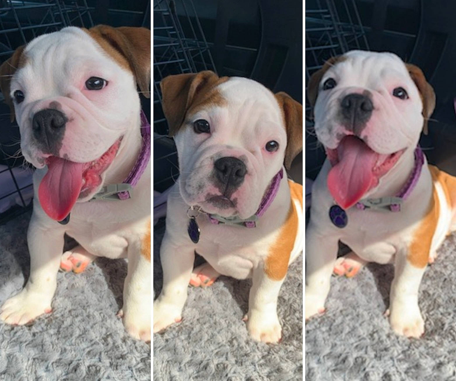 Vayda joined the competition — help win amazing prizes! blue, bulldog, canidae, carnivore, collar, companion_dog, dog, dog_breed, dog_collar, fawn, non_sporting_group, photograph, photography, pink, rainbow, snapshot, snout, sporting_group, white, wrinkle