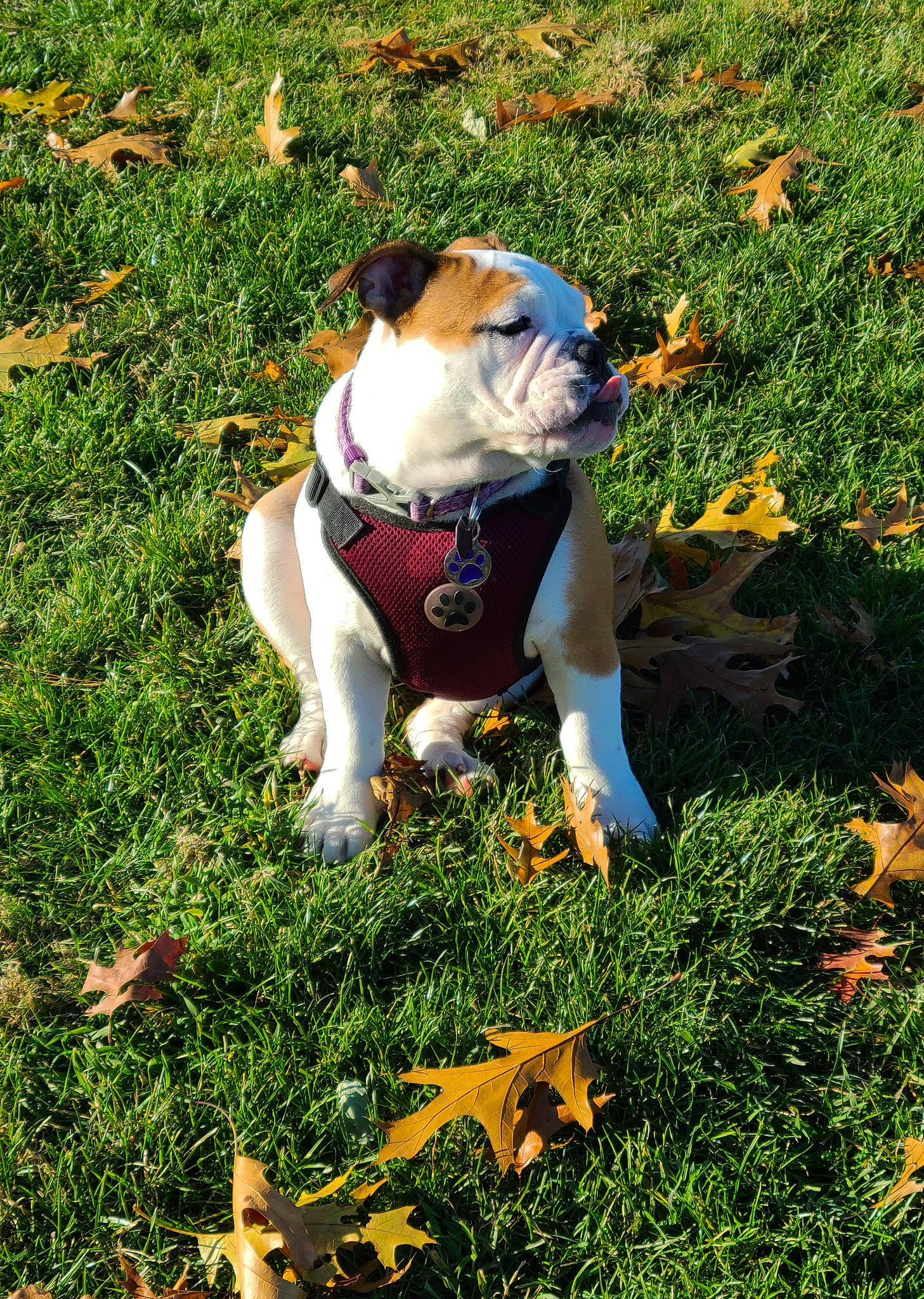 Vayda is registered to the contest to win money with this photo: carnivore, companion_dog, dog, dog_breed, dog_clothes, fawn, grass, grass_family, grassland, groundcover, lawn, meadow, people_in_nature, plant, shrub, sitting, soil, sporting_group, tail, tree