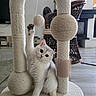 animal, carpet, cat, cat_tree, curious, cute, fluffy, furniture, hanging_toy, indoor, kitten, living_room, paw, pet, playful, portrait, raised_paw, scratching_post, sitting, white_cat