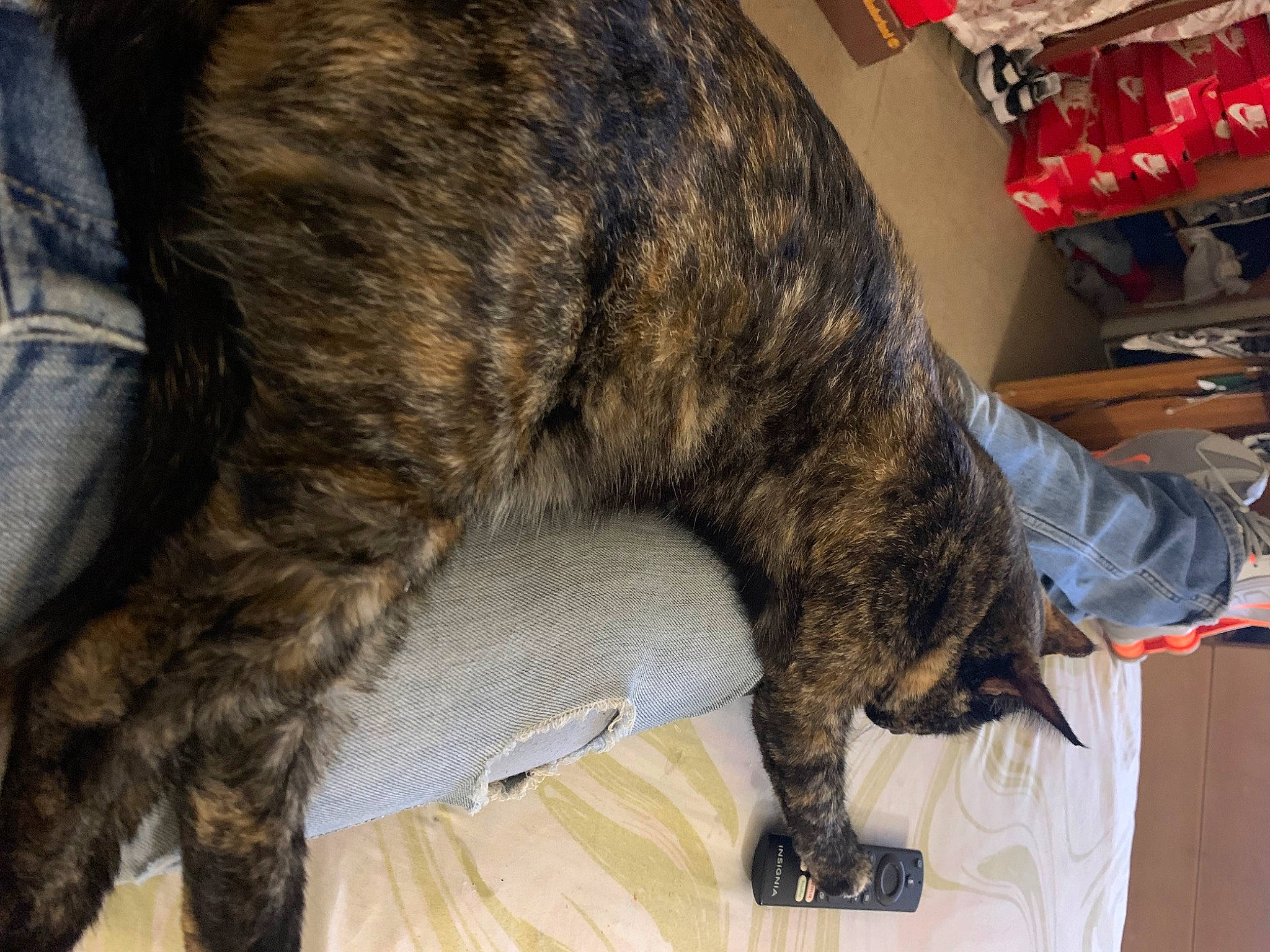 Kora is registered to the contest to win money with this photo: canidae, carnivore, cat, claw, comfort, dog_breed, domestic_short_haired_cat, felidae, fur, small_to_medium_sized_cats, snout, sporting_group, tail, terrestrial_animal, treeing_tennessee_brindle, whiskers