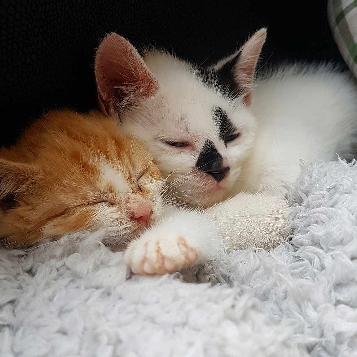 Milly joined the competition — help win amazing prizes! burmilla, carnivore, cat, domestic_short_haired_cat, ear, eye, fawn, felidae, fur, kitten, mammal, nose, ragdoll, skin, small_to_medium_sized_cats, turkish_van, whiskers