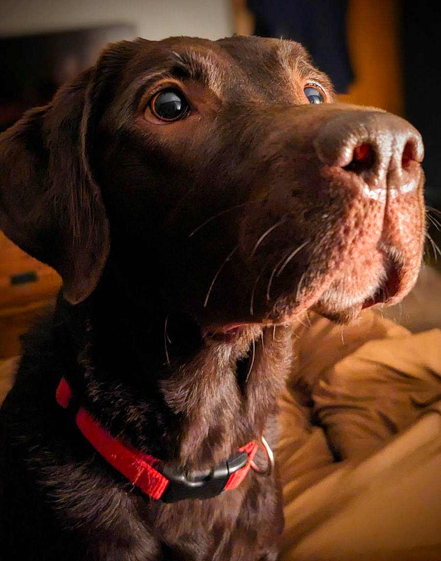 Liberty Belle joined the competition — help win amazing prizes! borador, canidae, carnivore, collar, companion_dog, dog, dog_breed, dog_collar, ear, eye, fawn, fur, gun_dog, leash, liver, pet_supply, snout, sporting_group, whiskers, working_animal