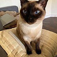 Dexter joined the competition — help win amazing prizes! cat, siamese_cat, blue_eyes, animal, pet, indoor, cushion, sofa, furniture, whiskers, ears, face, fur, mammal, domestic_animal, resting, looking, closeup, cozy, home
