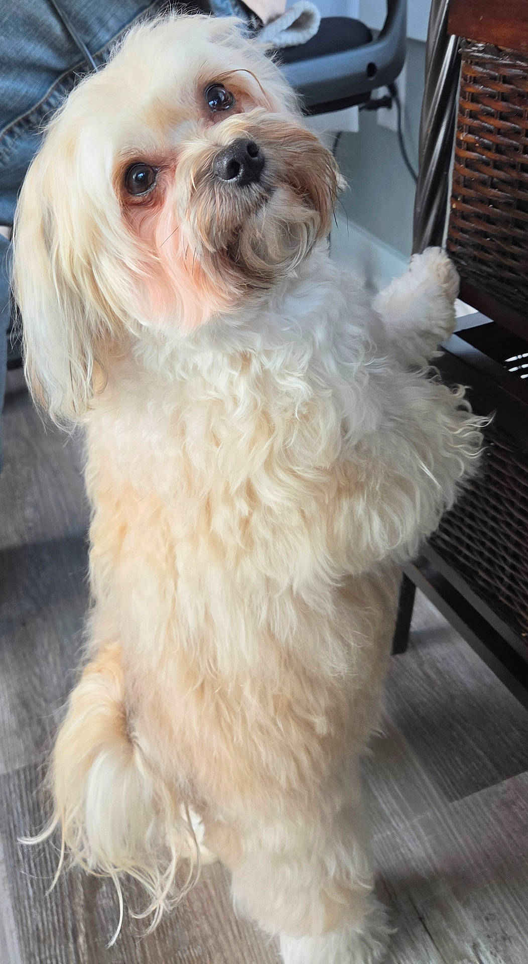 Louie Max Martin joined the competition — help win amazing prizes! adorable, animal, canine, companion, cream_color, curious, cute, dog, domestic_animal, floor, fluffy, furniture, indoor, long_hair, looking_up, paw, pet, small_dog, standing, wood_floor