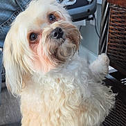 Louie Max Martin is registered to the contest to win money with this photo: dog, fluffy, cream_colored, paw, wicker_basket, indoor, pet, cute, fur, curly_fur, close_up, animal, companion, looking_up, adorable, household, domestic, small_dog, brown_nose, friendly