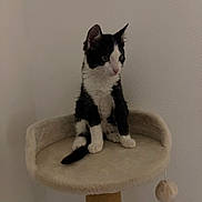 Oreo a rejoint le concours — aidez-le/la à gagner de superbes lots ! animal, black_and_white, cat, cat_toy, cat_tree, curious, cute, domestic, feline, fur, indoor, kitten, paws, perched, pet, playful, resting, scratching_post, small, whiskers