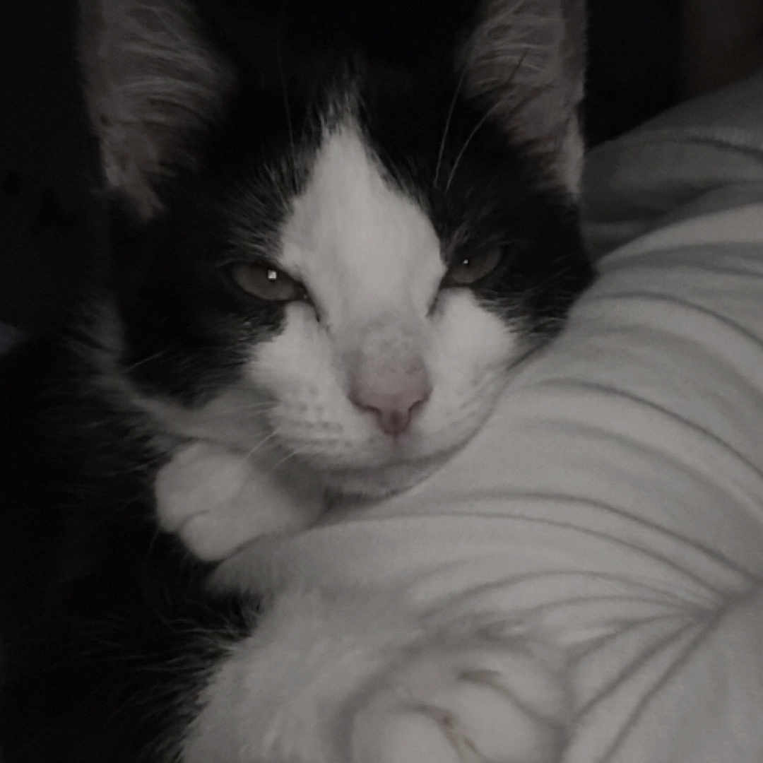 Oreo participe au concours pour gagner de l'argent avec cette photo : animal, black_and_white, blanket, cat, close_up, companion, cozy, cute, domestic, feline, fur, indoor, paw, pet, portrait, relaxed, resting, sleepy, soft, whiskers