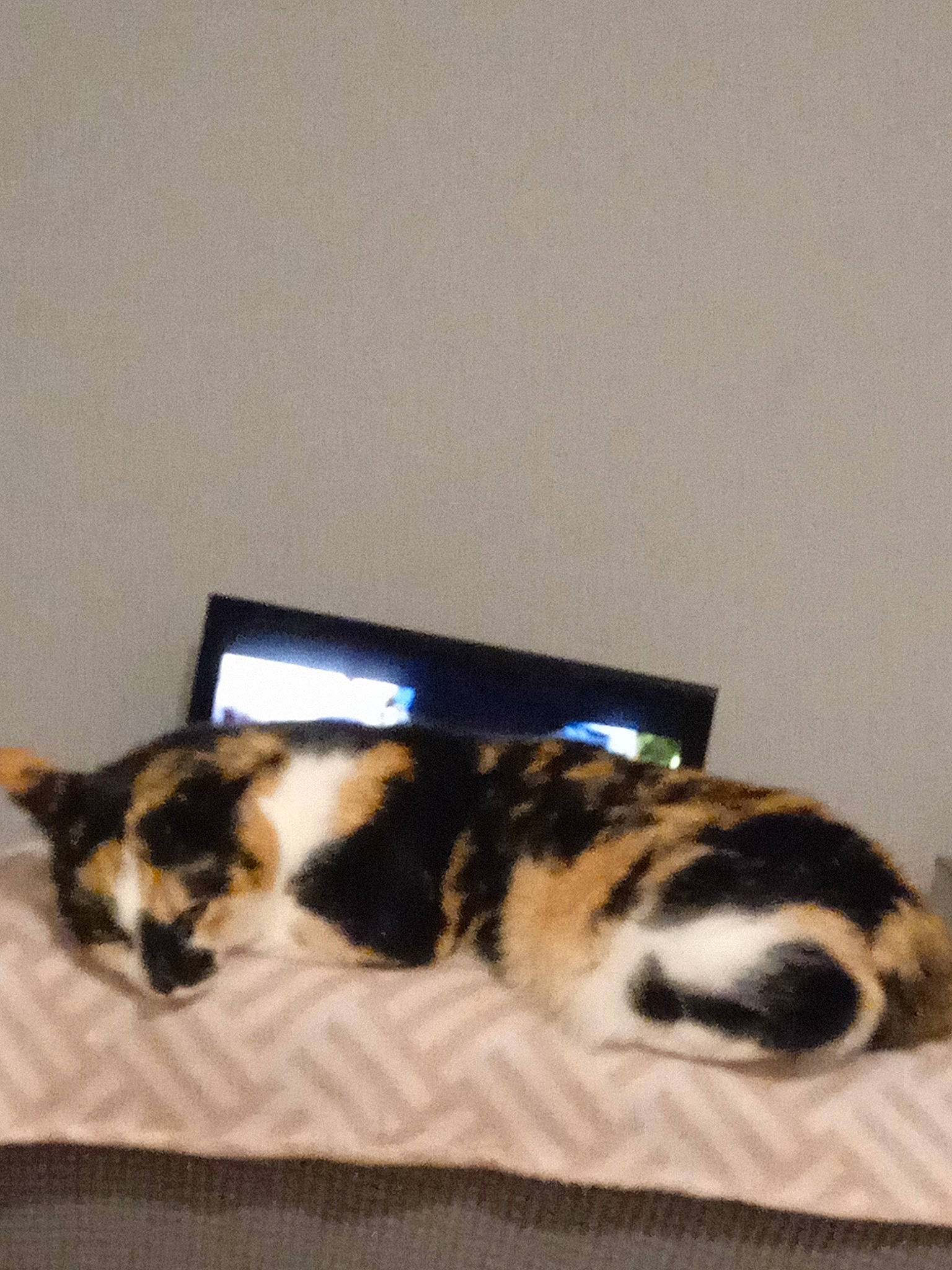 Poucinette a rejoint le concours — aidez-le/la à gagner de superbes lots ! bed, bedding, carnivore, cat, comfort, domestic_short_haired_cat, felidae, fur, linens, nap, paw, room, small_to_medium_sized_cats, tail, terrestrial_animal, whiskers, wood