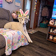 Mia is registered to the contest to win money with this photo: dog, white_dog, bunny_ears, hat, couch, blanket, floral_pattern, living_room, door, flooring, easter_decor, basket, wall_art, garland, shelf, ornaments, window, curtains, indoor, pet