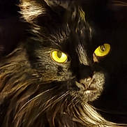 Winnie joined the competition — help win amazing prizes! cat, black_cat, animal, pet, yellow_eyes, long_fur, portrait, close_up, mysterious, dark_background, whiskers, feline, soft_light, shadow, indoor, looking, cute, fluffy, face, animal_portrait