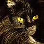 cat, black_cat, animal, pet, yellow_eyes, long_fur, portrait, close_up, mysterious, dark_background, whiskers, feline, soft_light, shadow, indoor, looking, cute, fluffy, face, animal_portrait