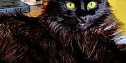 Winnie joined the competition — help win amazing prizes! cat, black_cat, long_hair, green_eyes, indoor, furniture, table_leg, framed_picture, floral_fabric, resting, pet, animal, close_up, domestic_cat, fur, whiskers, eyes, portrait, relaxed, cozy