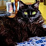 cat, black_cat, long_hair, green_eyes, indoor, furniture, table_leg, framed_picture, floral_fabric, resting, pet, animal, close_up, domestic_cat, fur, whiskers, eyes, portrait, relaxed, cozy