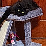 Winnie joined the competition — help win amazing prizes! cat, black_cat, cat_tree, feather_toy, yellow_eyes, furniture, indoor, pet, animal, fluffy, relaxed, wooden_floor, wooden_door, cozy, scratching_post, playing, feline, resting, domestic_cat, household