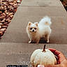 Lola is registered to the contest to win money with this photo: dog, puppy, white_dog, fluffy, small_dog, outdoor, sidewalk, concrete, pumpkin, white_pumpkin, autumn, fall, hand, pet, animal, front_yard, landscaping, rocks, portrait, date_stamp