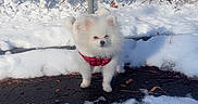 Lola is registered to the contest to win money with this photo: dog, puppy, white_fur, fluffy, small_dog, red_harness, snow, winter, outdoor, fence, chain_link_fence, pavement, ice, bare_trees, nature, animal, standing, portrait, cute, daylight