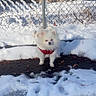 dog, puppy, white_fur, fluffy, small_dog, red_harness, snow, winter, outdoor, fence, chain_link_fence, pavement, ice, bare_trees, nature, animal, standing, portrait, cute, daylight