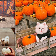 Lola joined the competition — help win amazing prizes! dog, puppy, pomeranian, fluffy, white_fur, black_costume, pumpkins, halloween, autumn, harvest, pumpkin_patch, wooden_crate, farm, outdoor, portrait, collage, pet, cute, spooky_decorations, timestamp